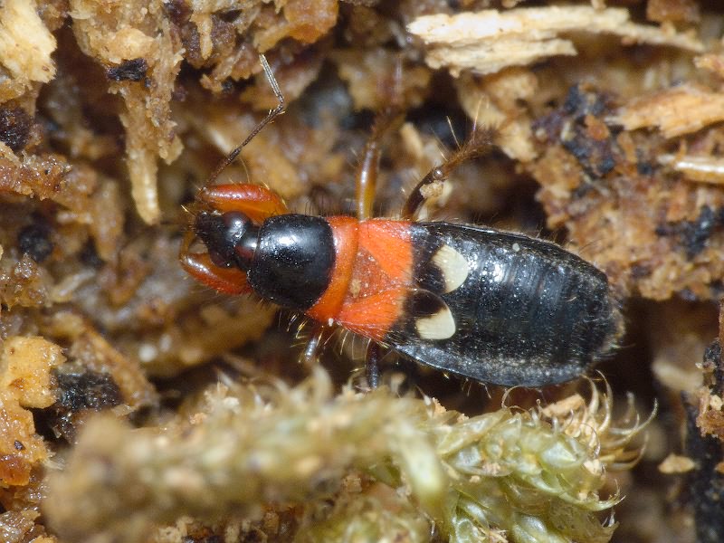 Prostemma sanguineum (Rossi, 1790)
